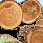 gỗ óc chó walnut wood là gì